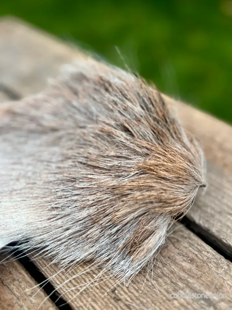 Hjortskinn med päls - Bild 2