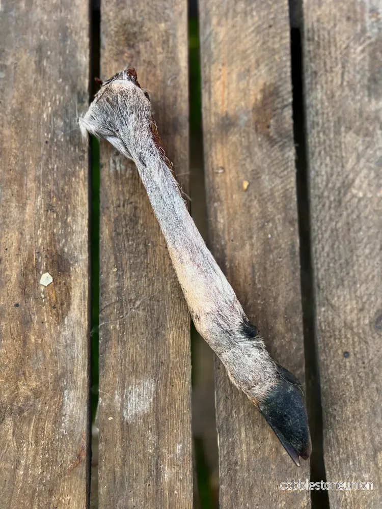 Viltben med päls och klöve - Bild 2