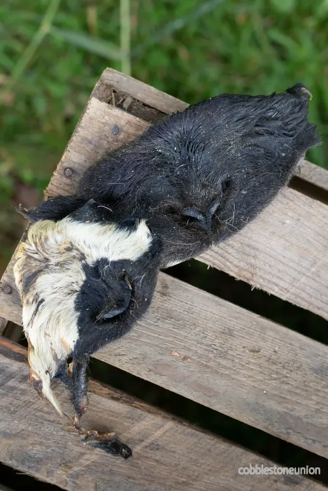 Lamm mule – naturligt, segt och smakrikt tugg för alla hundar - Bild 2