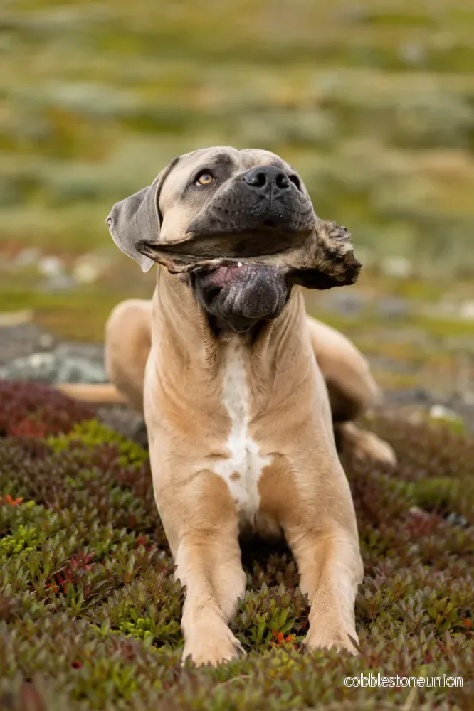 Kronhjortsöra med Päls – 100% Naturligt Hundgodis - Bild 2