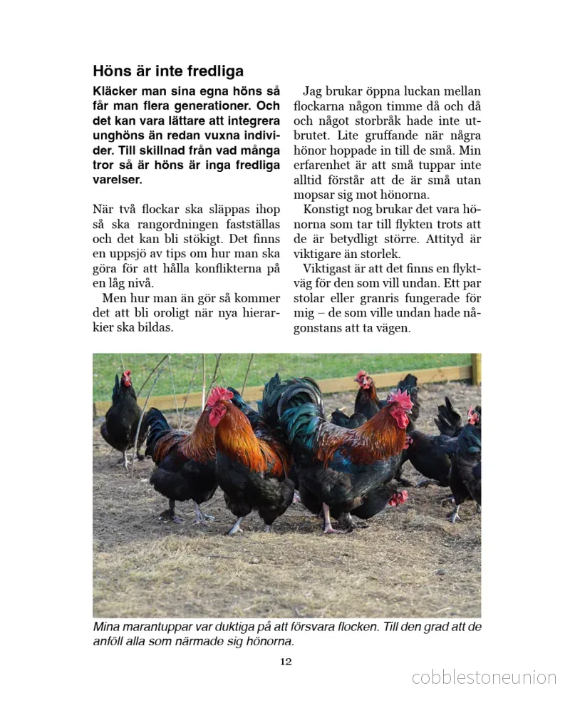 Höns för självhushållning - Bild 2