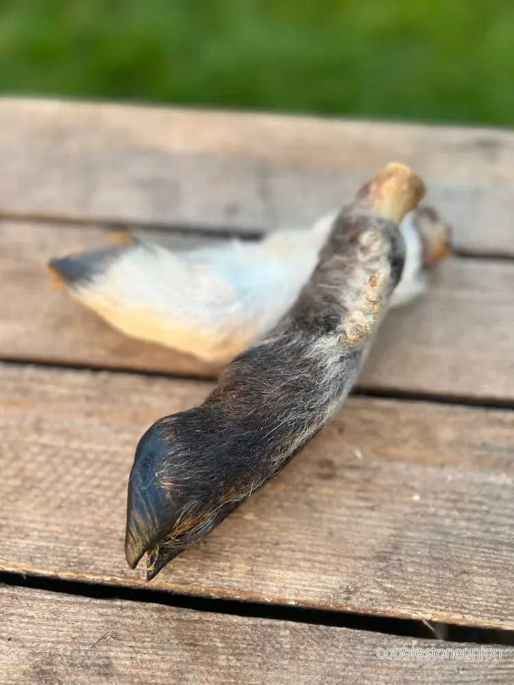 Lammben med päls och klöve - Bild 2