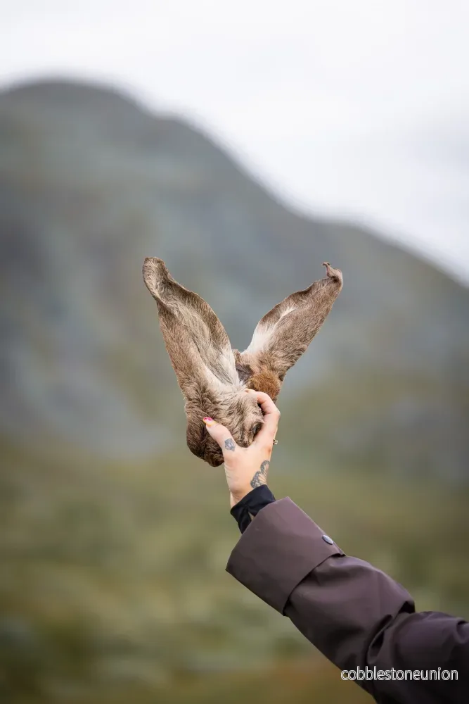 Kronhjortsöra med Päls – 100% Naturligt Hundgodis Kronhjortsöra med Päls – 100% Naturligt Hundgodis