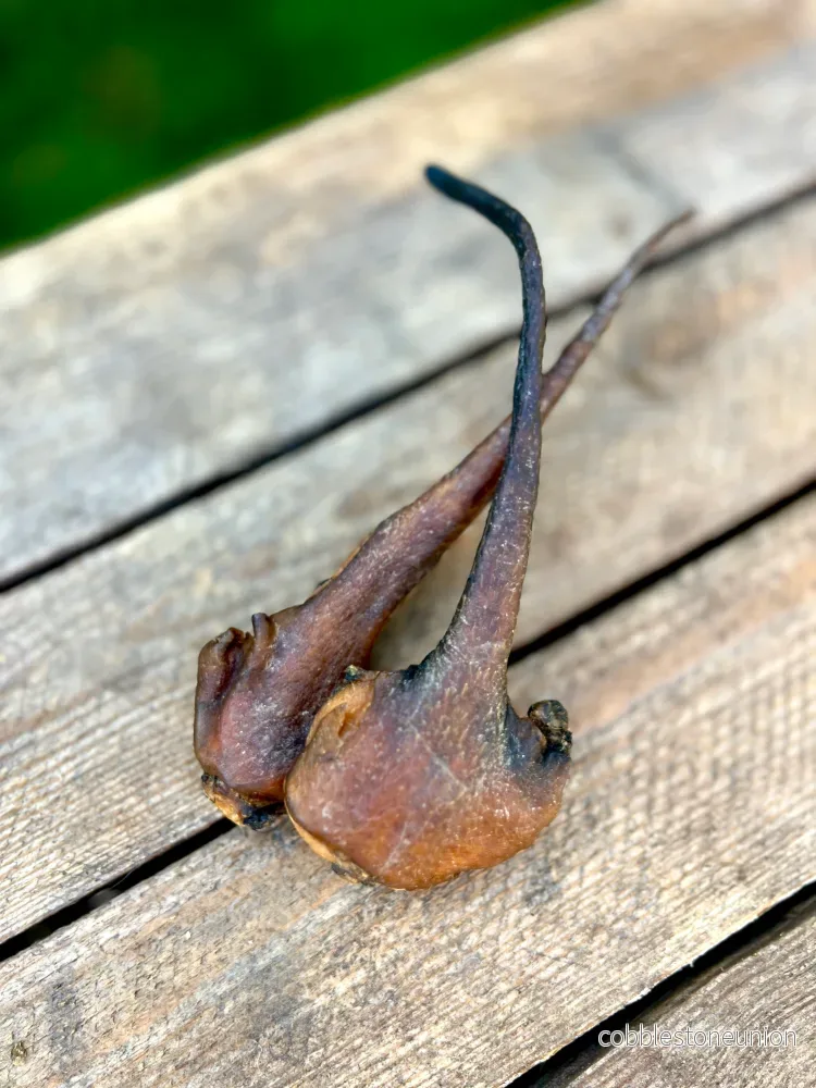 Vildsvinssvans