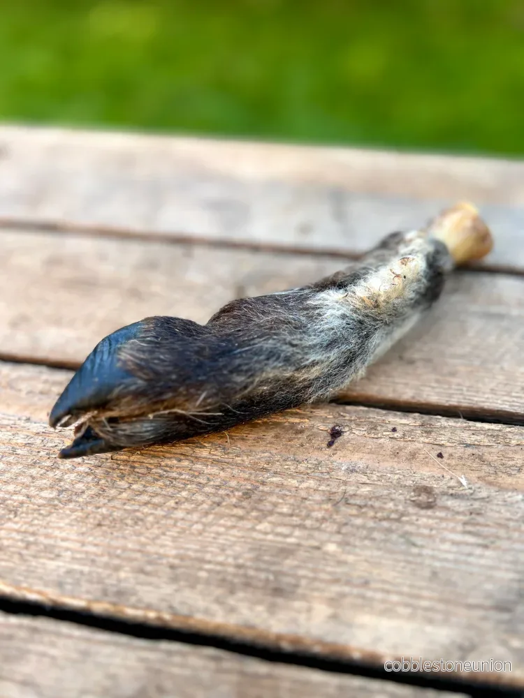Lammben med päls och klöve Lammben med päls och klöve