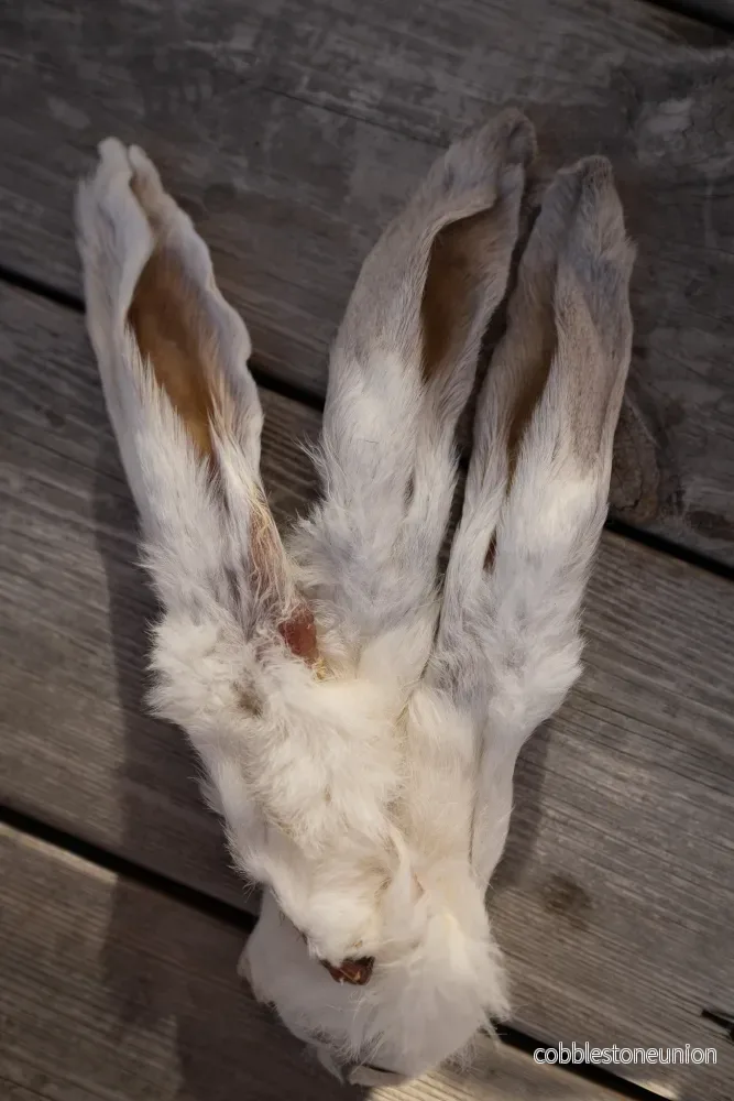 Torkat Kaninöron – Skonsamt, spännande och mångsidigt - Bild 2
