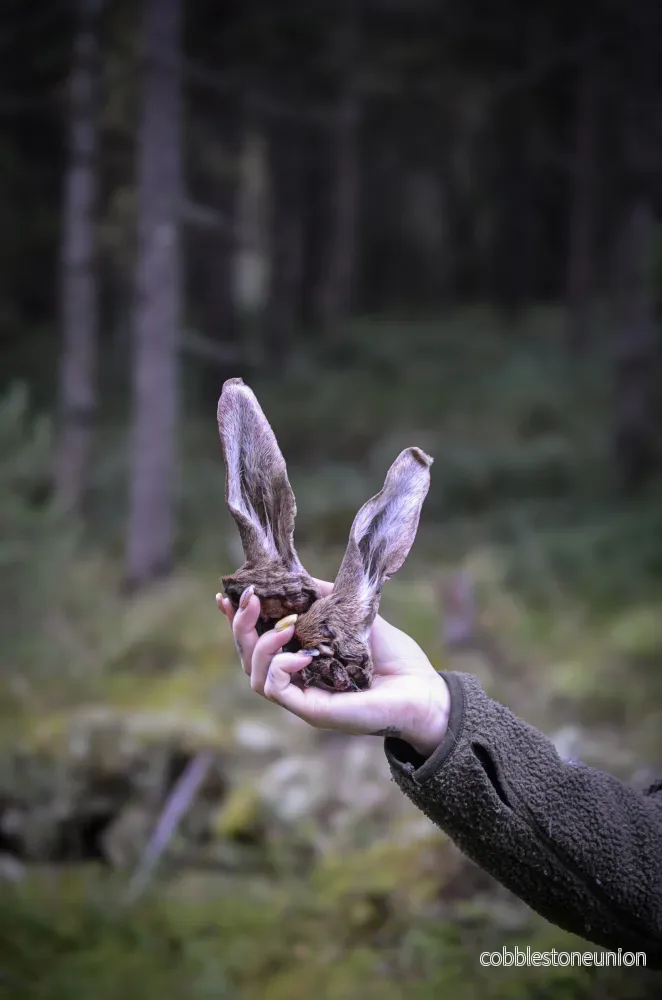 Svenska Hjortöron med päls – Naturligt, smakrikt och berikande tugg Svenska Hjortöron med päls – Naturligt, smakrikt och berikande tugg