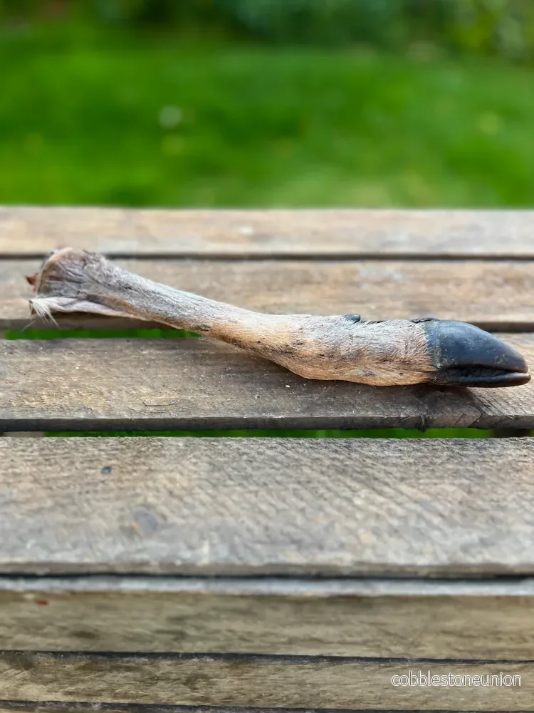 Viltben med päls och klöve Viltben med päls och klöve