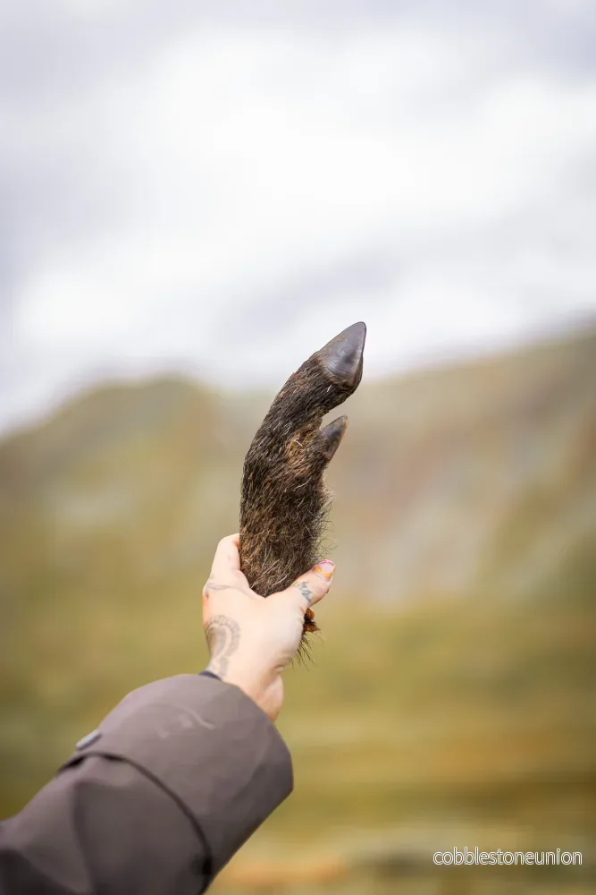 Vildsvinsfot – Smakrikt och naturligt tugg från svenska skogar Vildsvinsfot – Smakrikt och naturligt tugg från svenska skogar
