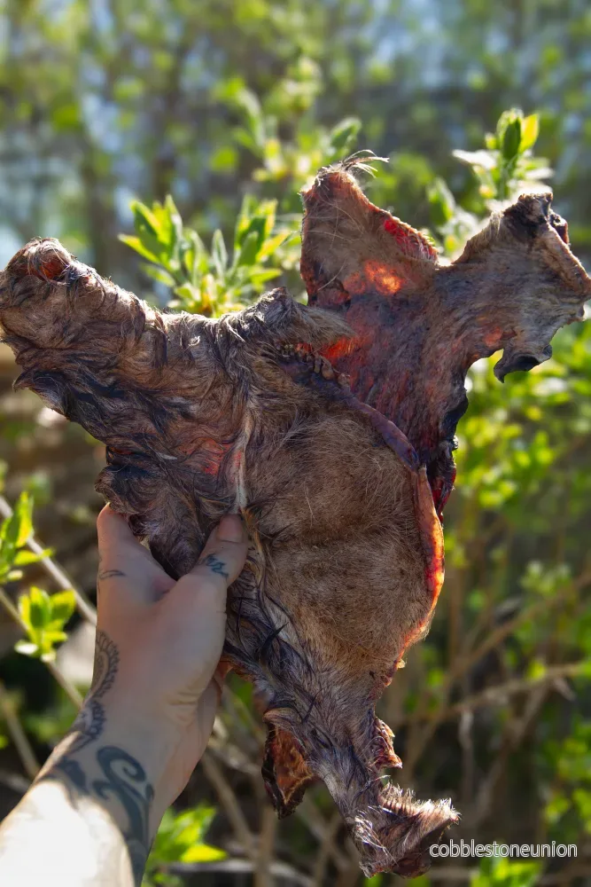 Oxkind med päls: Naturligt tugg med smak och doft hundar älskar - Bild 3