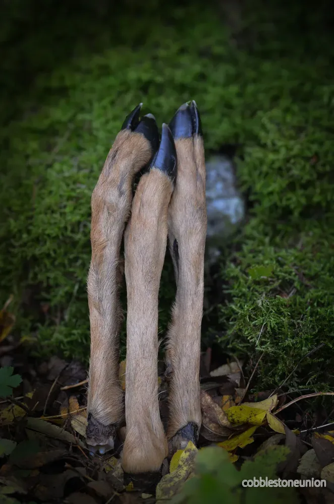 Rådjursben med päls & klöve – ett vilt och naturligt tugg för den äventyrslystna hunden! Rådjursben med päls & klöve – ett vilt och naturligt tugg för den äventyrslystna hunden!
