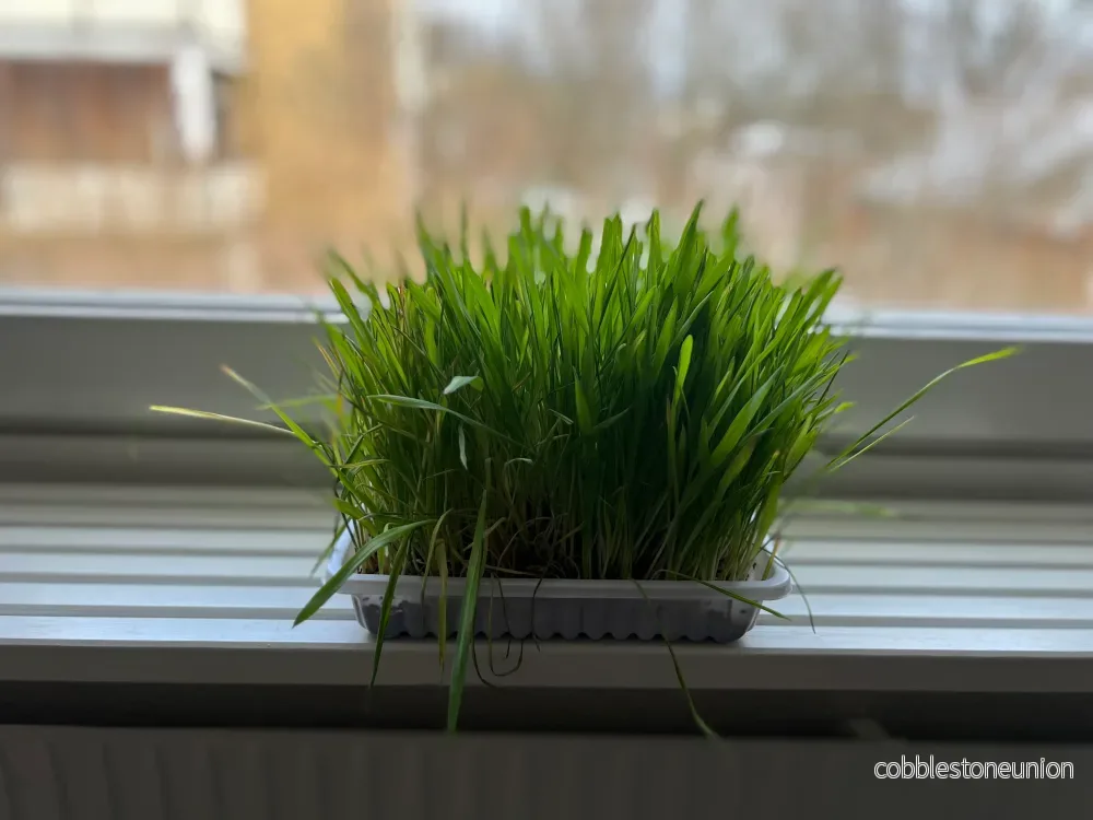 Gräs för inomhus - Bild 2
