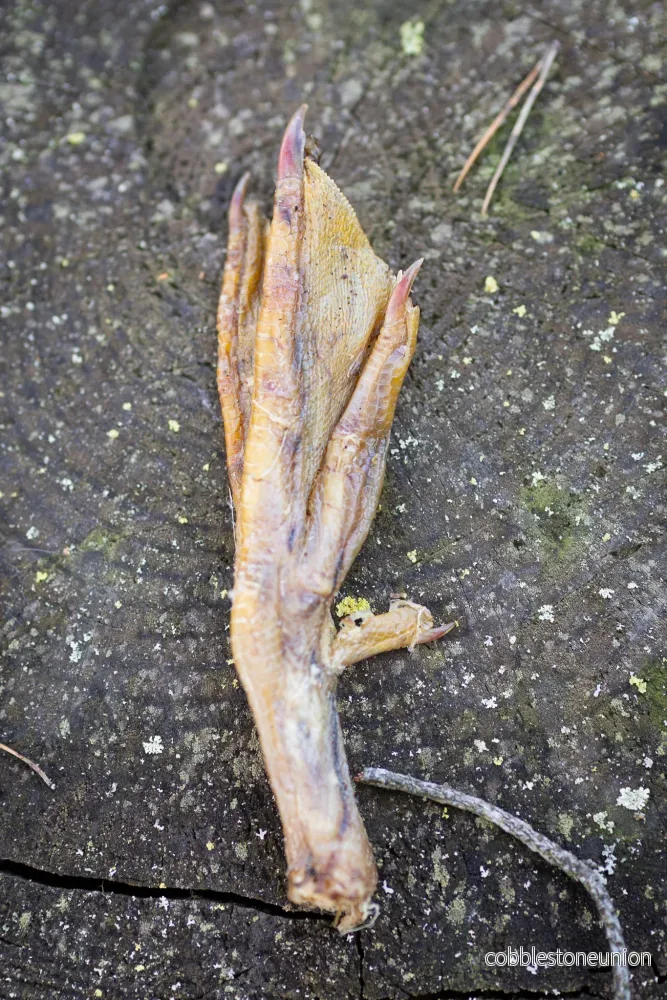 Ankfötter – Smakrikt och naturligt tugg för lyckliga hundar - Bild 2
