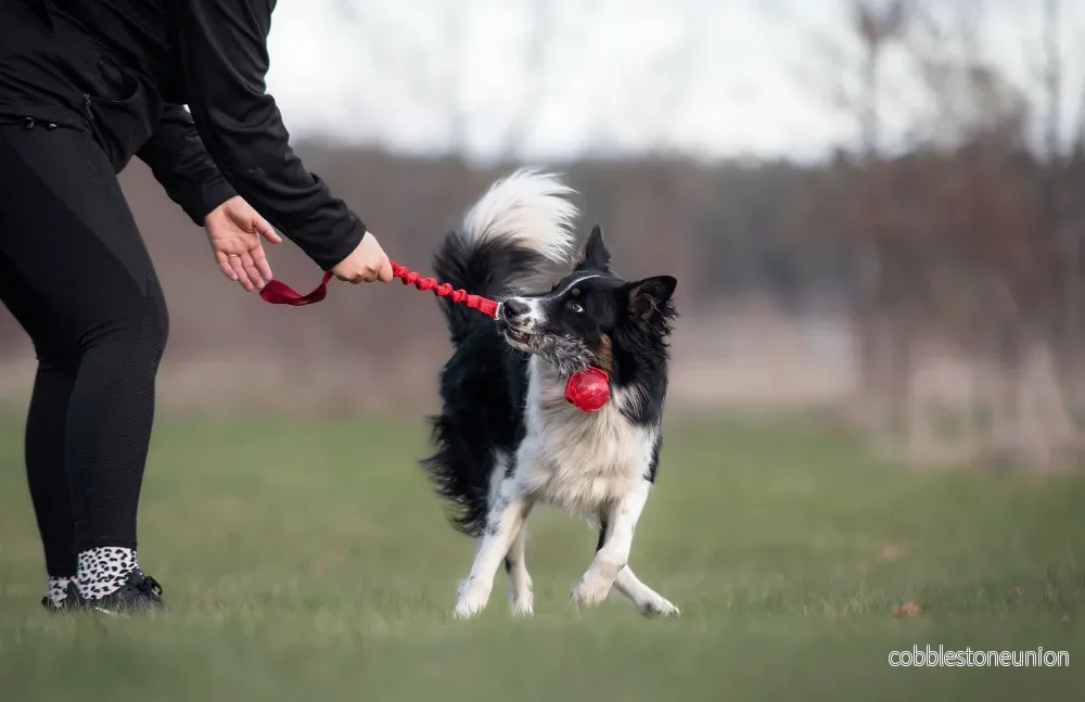 Bungee Kanin Tug L med KONG Squeezz Ball - Bild 3