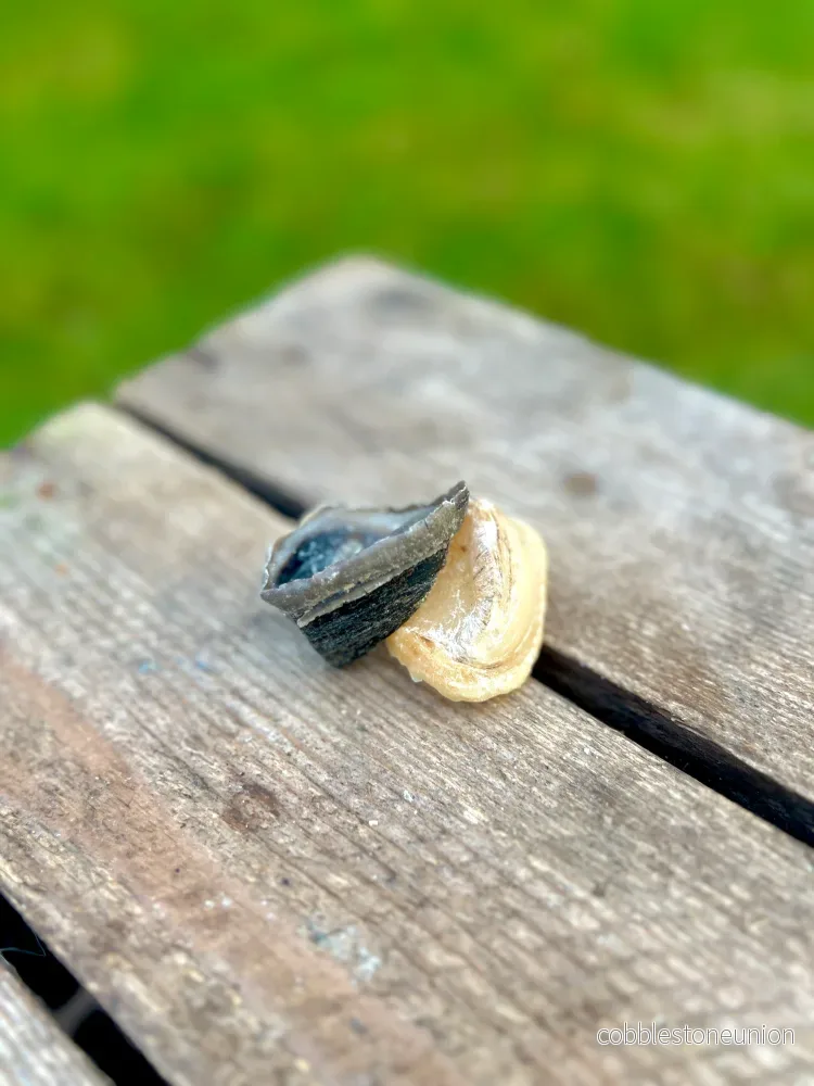 Oxklöve mini - Bild 2