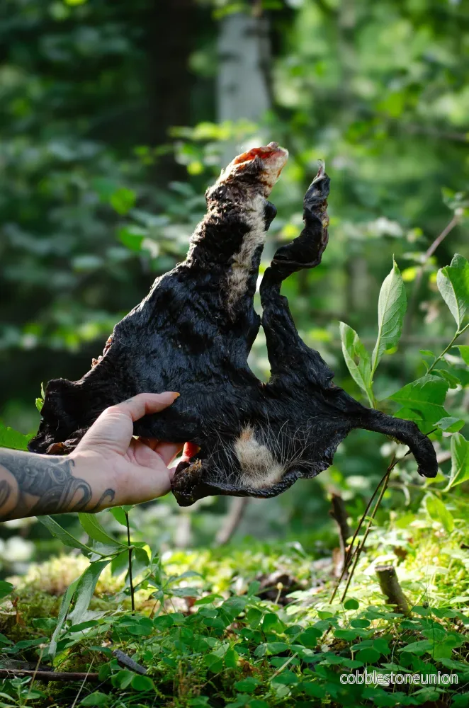 Oxkind med päls: Naturligt tugg med smak och doft hundar älskar Oxkind med päls: Naturligt tugg med smak och doft hundar älskar