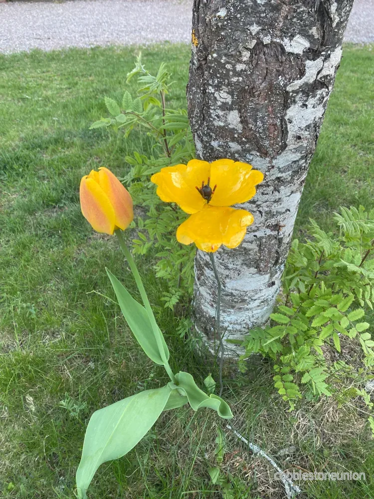 Blomma Enkel Vallmo Gul - Återvunnen Metall Zimbabwe - Bild 3