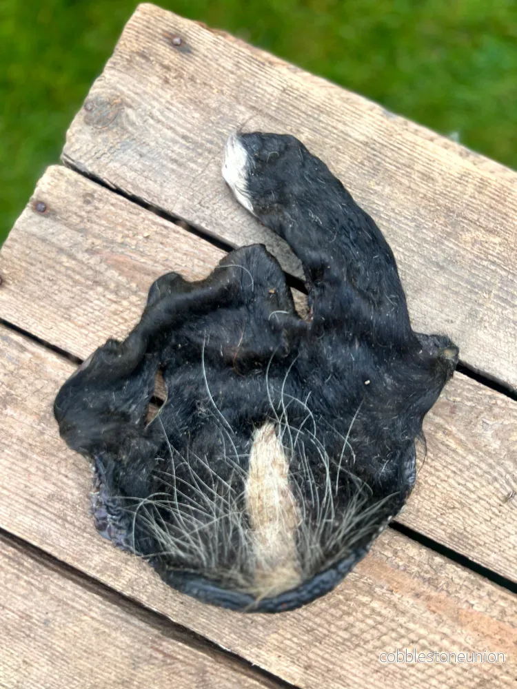 Oxskinn med päls Oxskinn med päls
