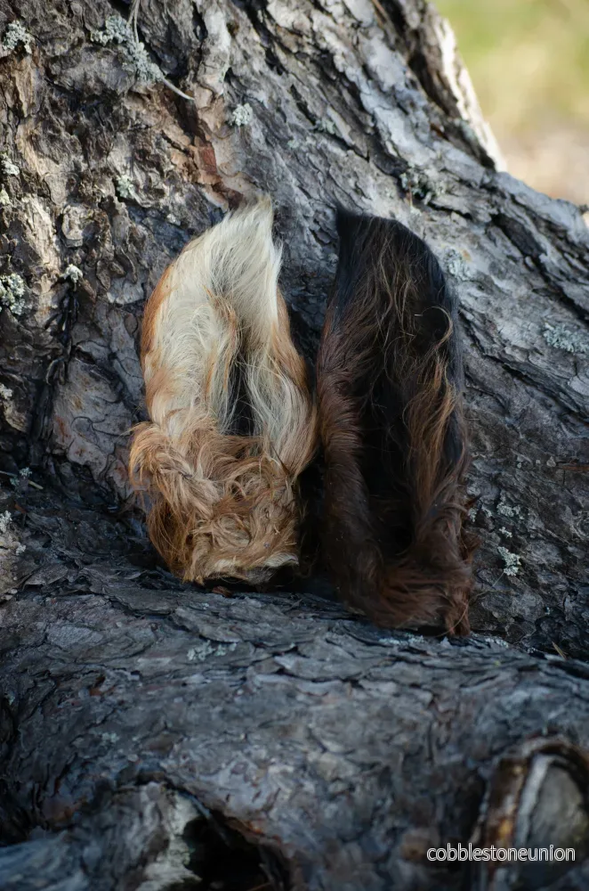 Torkade Hästöron – Naturligt & Skonsamt Hundgodis Torkade Hästöron – Naturligt & Skonsamt Hundgodis