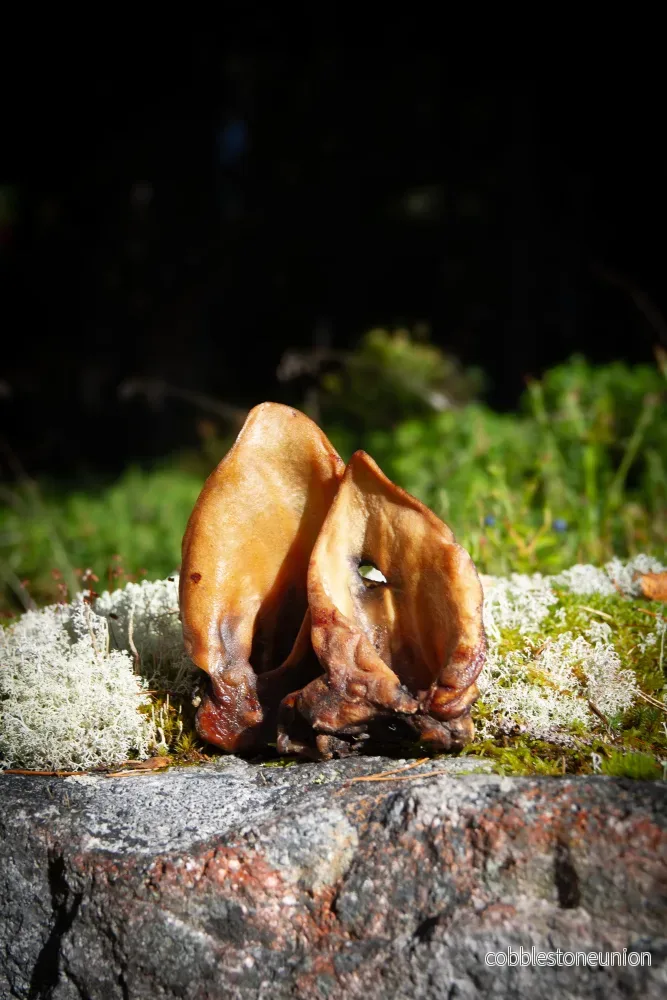 Vildsvinsöron utan borst – Naturligt lång tuggglädje från skogen Vildsvinsöron utan borst – Naturligt lång tuggglädje från skogen