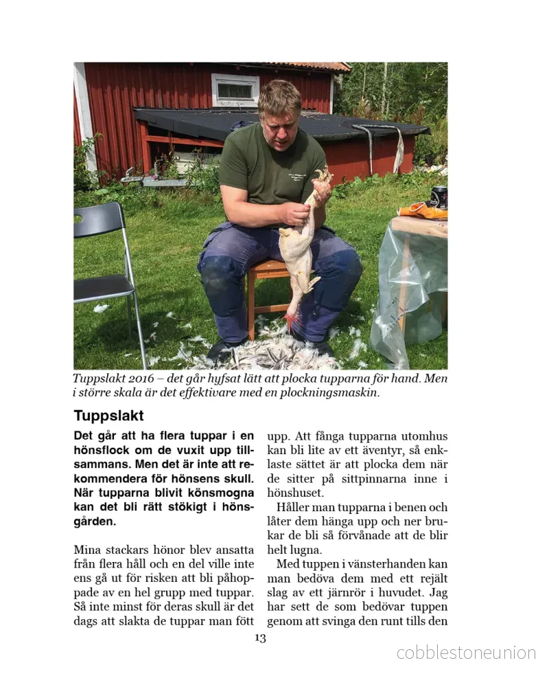 Höns för självhushållning - Bild 3
