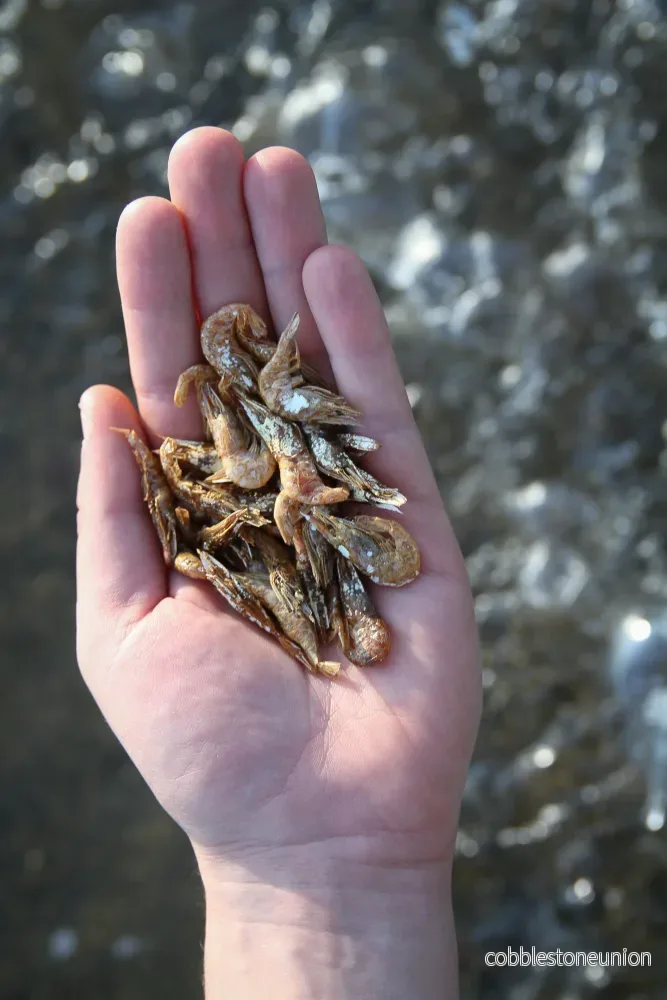 Torkade hela räkor – naturligt och lyxigt hundgodis från havet Torkade hela räkor – naturligt och lyxigt hundgodis från havet
