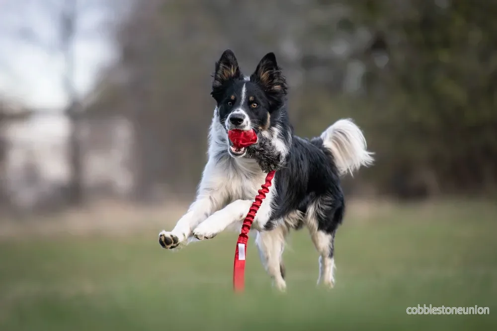 Bungee Kanin Tug L med KONG Squeezz Ball - Bild 2