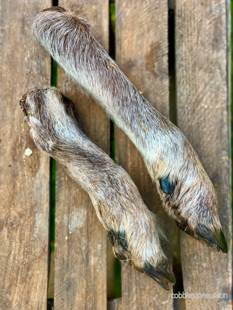 Renben med päls och klöve - Bild 2
