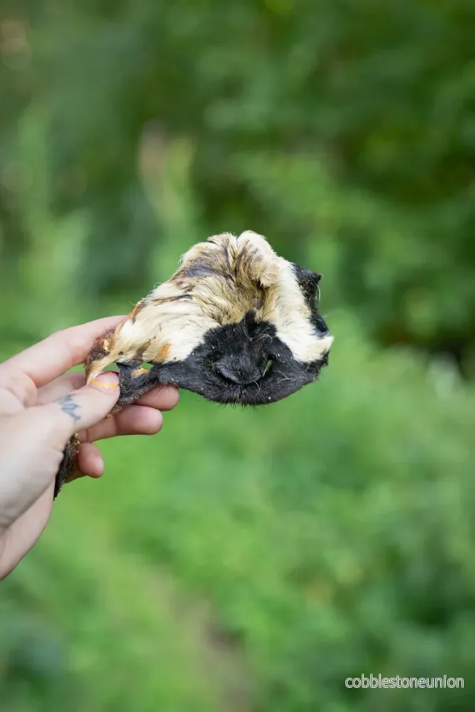 Lamm mule – naturligt, segt och smakrikt tugg för alla hundar Lamm mule – naturligt, segt och smakrikt tugg för alla hundar