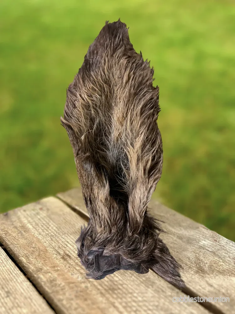 Älgöra