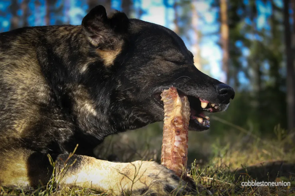 Torkad oxstrupe medium– Naturligt och näringsrikt tugg - Bild 3