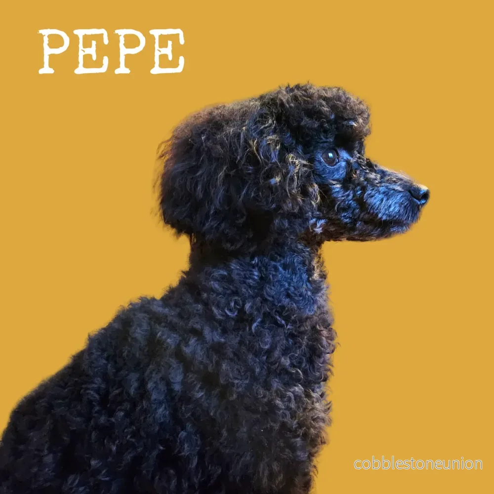 Pepe – 2-i-1 parfymfri schampokaka för hundens päls 185,90 SEK - Bild 2